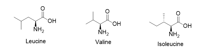 The Branched Chain Amino Acids: Leucine, valine, isoleucine.