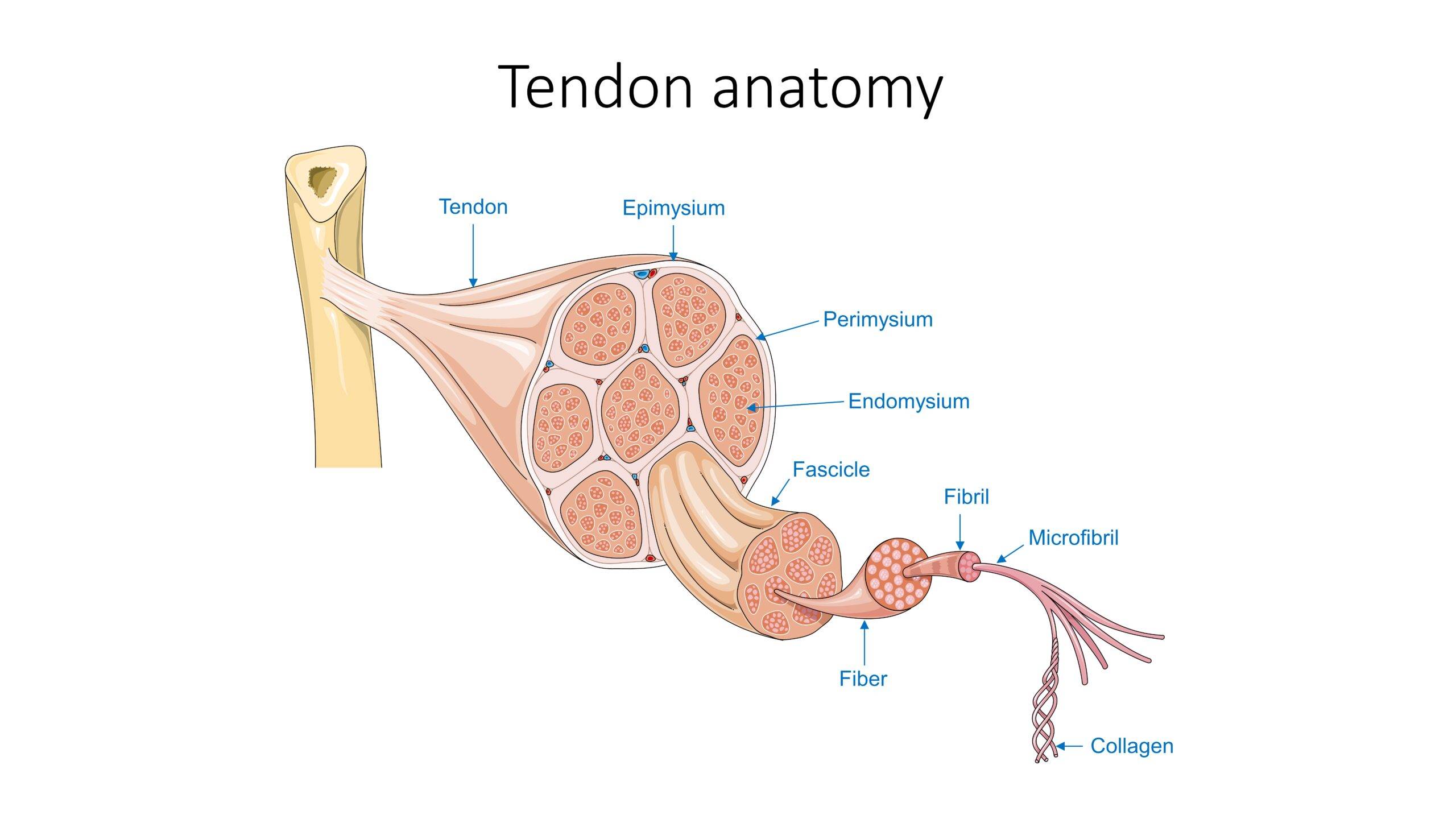 The anatomy of a tendon, including collagen fibers. 